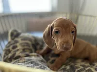 Red, a male Miniature Dachshund for sale in Venus, FL – Photo 2 of 10