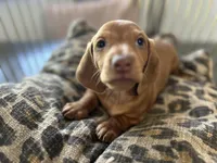 Red, a male Miniature Dachshund for sale in Venus, FL – Photo 6 of 10