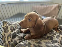Red, a male Miniature Dachshund for sale in Venus, FL – Photo 8 of 10