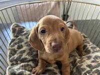 Red, a male Miniature Dachshund for sale in Venus, FL – Photo 4 of 10