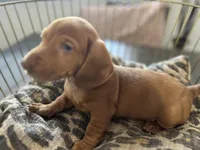 Red, a male Miniature Dachshund for sale in Venus, FL – Photo 5 of 10