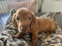 Red, a male Miniature Dachshund for sale in Venus, FL – Photo 7 of 10