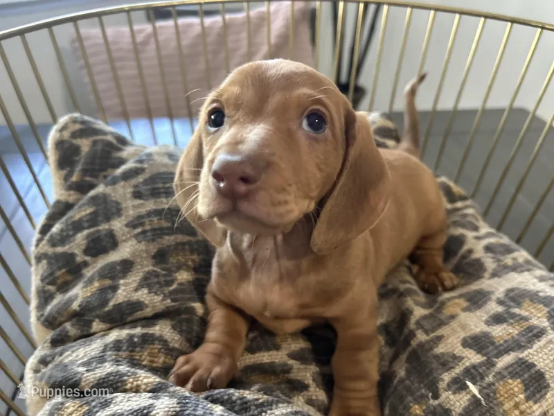 Red – Miniature Dachshund puppy for sale in Venus, FL
