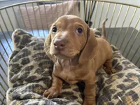 Red, a male Miniature Dachshund for sale in Venus, FL – Photo 1 of 10