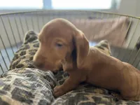 Red, a male Miniature Dachshund for sale in Venus, FL – Photo 3 of 10