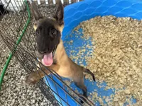 Sasha, a female Belgian Malinois for sale in Venus, FL – 4 of 7