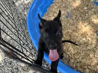 Athena, a female Belgian Malinois for sale in Venus, FL – 4 of 9