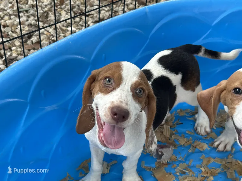 Lucy – Beagle puppy for sale in Venus, FL