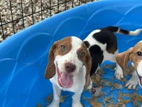 Lucy, a female Beagle for sale in Venus, FL – 5 of 10