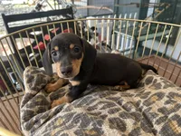Blackie, a male Miniature Dachshund for sale in Venus, FL – Photo 3 of 8