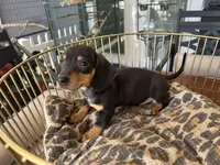 Blackie, a male Miniature Dachshund for sale in Venus, FL – Photo 2 of 8