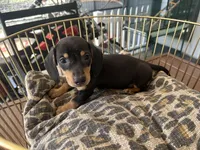 Blackie, a male Miniature Dachshund for sale in Venus, FL – Photo 5 of 8