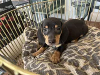 Blackie, a male Miniature Dachshund for sale in Venus, FL – Photo 4 of 8