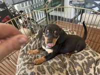 Blackie, a male Miniature Dachshund for sale in Venus, FL – Photo 7 of 8
