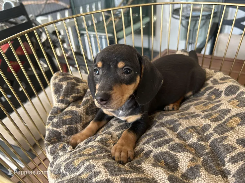 Blackie – Miniature Dachshund puppy for sale in Venus, FL