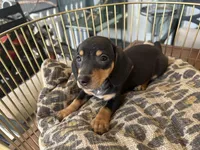 Blackie, a male Miniature Dachshund for sale in Venus, FL – Photo 1 of 8