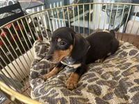 Blackie, a male Miniature Dachshund for sale in Venus, FL – Photo 8 of 8
