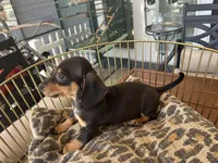 Blackie, a male Miniature Dachshund for sale in Venus, FL – Photo 6 of 8