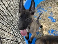 Luke, a male Belgian Malinois for sale in Venus, FL – 4 of 8