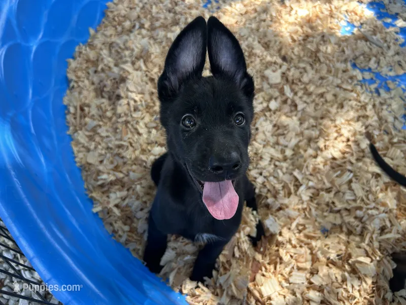 Onyx – Belgian Malinois puppy for sale in Venus, FL