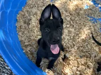Onyx, a male Belgian Malinois for sale in Venus, FL – 1 of 10