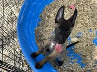 Luke, a male Belgian Malinois for sale in Venus, FL – 6 of 8