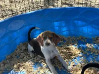 Red, a male Beagle for sale in Venus, FL – 7 of 8