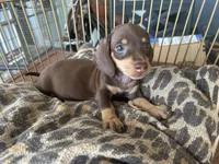Missy, a female Miniature Dachshund for sale in Venus, FL – 8 of 8
