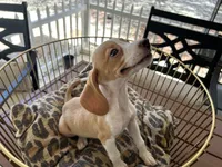 Marcie, a female Beagle for sale in Venus, FL – 8 of 8