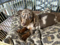 Snickers , a male Miniature Dachshund for sale in Venus, FL – 2 of 10