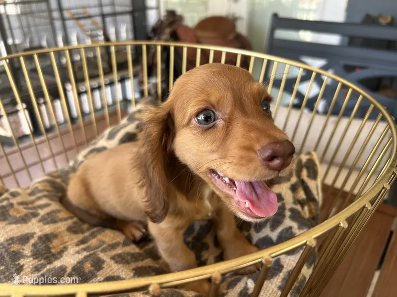 Prince – Miniature Dachshund puppy for sale in Venus, FL