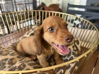 Prince, a male Miniature Dachshund for sale in Venus, FL – 1 of 10