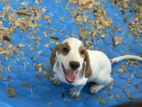 Charlie , a male Beagle for sale in Venus, FL – 3 of 7