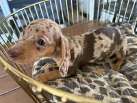 Cookie, a female Miniature Dachshund for sale in Venus, FL – 9 of 10