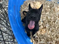Athena, a female Belgian Malinois for sale in Venus, FL – 9 of 9
