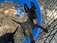 Luther, a male Belgian Malinois for sale in Venus, FL – 8 of 10
