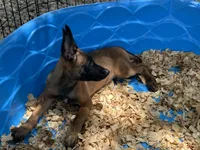 Ronnie, a male Belgian Malinois for sale in Venus, FL – 10 of 10