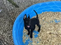 Eva, a female Belgian Malinois for sale in Venus, FL – 9 of 9