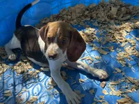 Red, a male Beagle for sale in Venus, FL – 6 of 8