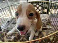 Marcie, a female Beagle for sale in Venus, FL – 7 of 8
