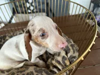 Missy, a female Miniature Dachshund for sale in Venus, FL – 2 of 9
