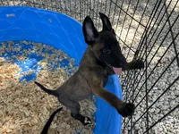 Luther, a male Belgian Malinois for sale in Venus, FL – 7 of 10