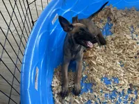 Rocky, a male Belgian Malinois for sale in Venus, FL – 6 of 7