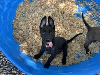 Onyx, a male Belgian Malinois for sale in Venus, FL – 4 of 10