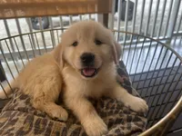 Mia, a female Golden Retriever for sale in Venus, FL – Photo 3 of 5