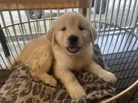 Mia, a female Golden Retriever for sale in Venus, FL – Photo 4 of 5