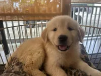 Mia, a female Golden Retriever for sale in Venus, FL – Photo 2 of 5