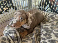 Snickers , a male Miniature Dachshund for sale in Venus, FL – 4 of 8