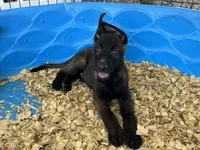 Luke, a male Belgian Malinois for sale in Venus, FL – 7 of 8