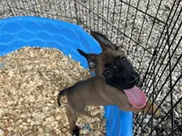 Mickey , a male Belgian Malinois for sale in Venus, FL – 9 of 10